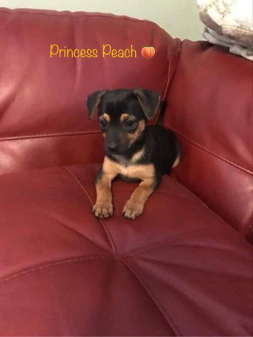 Princess Peach
