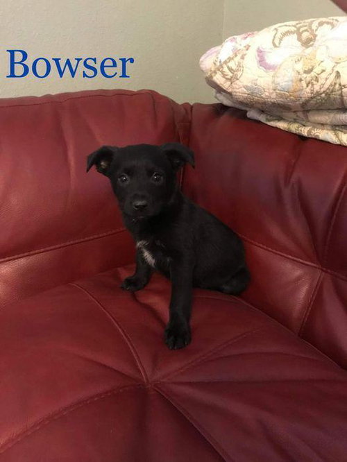 Bowser