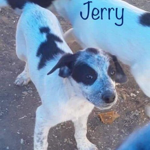 Jerry