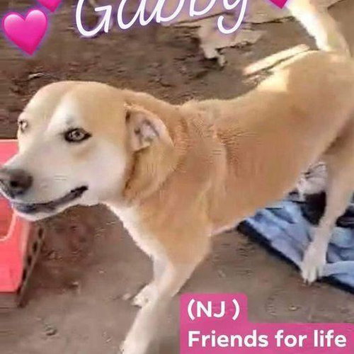 Gabby