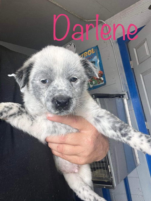 Darlene