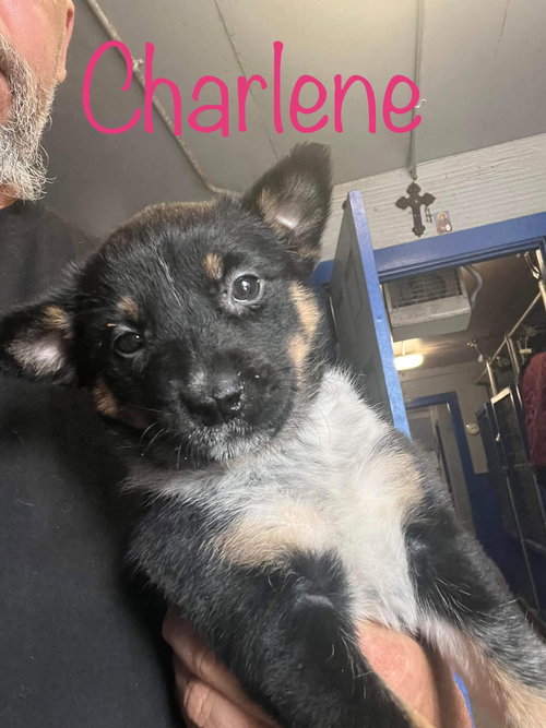 Charlene
