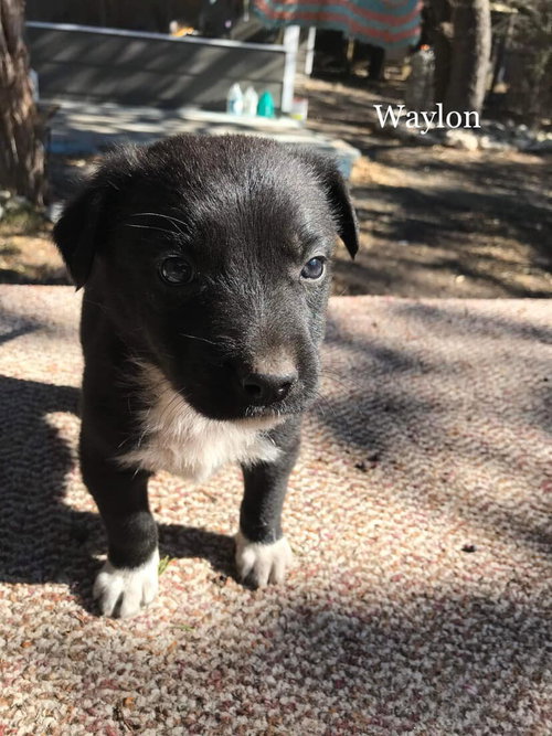 Waylon