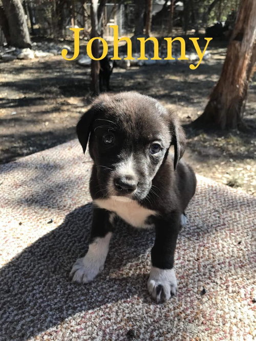 Johnny