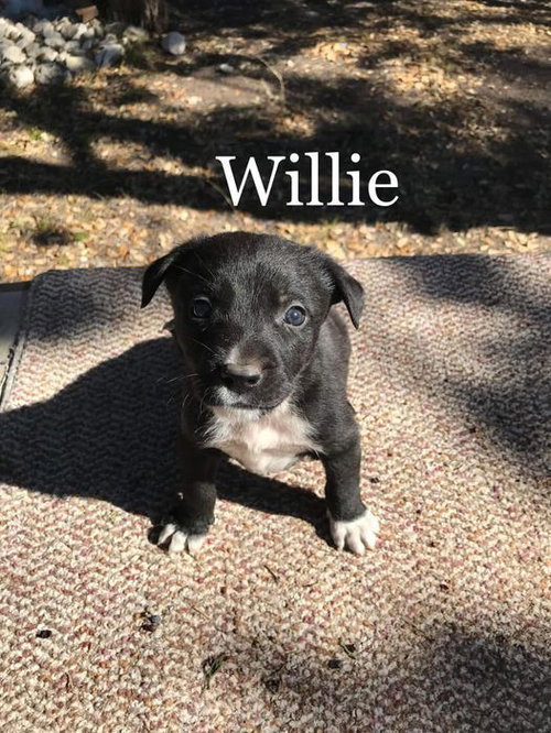 Willie