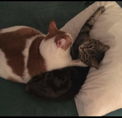 2 Bonded Cats