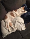 2 Bonded Cats