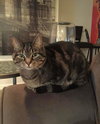 2 Bonded Cats