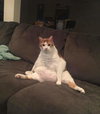 2 Bonded Cats