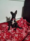 Indie