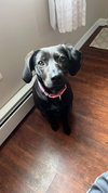 Annie