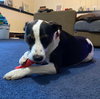 Molly