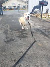 Sparky