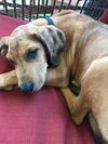 Scooby