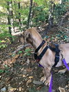 Scooby