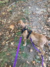 Scooby