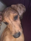Scooby