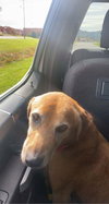 Molly
