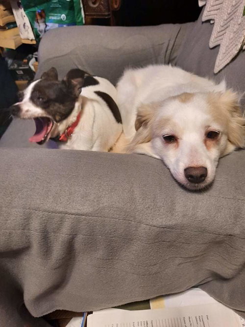 Chloe & Dixie Bonded