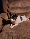 Chloe & Dixie Bonded