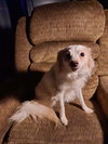 Chloe & Dixie Bonded