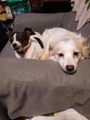 Chloe & Dixie Bonded