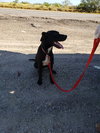 Blackie