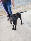 Blackie