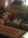 Lacey