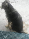 Lacey