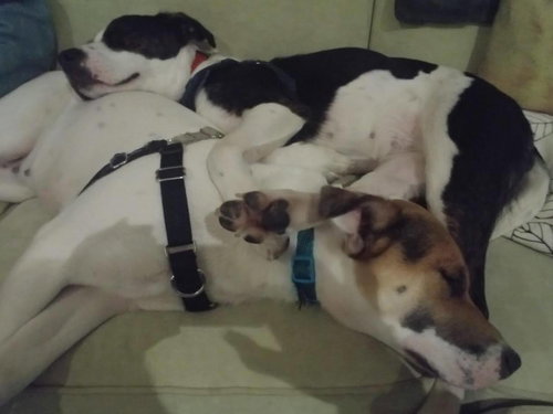 MJ & Molly Bonded
