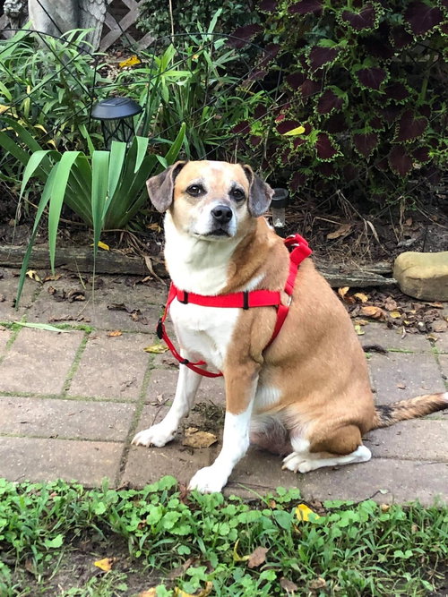 Sammy