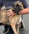Betsy