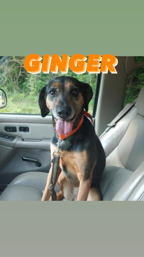 Ginger