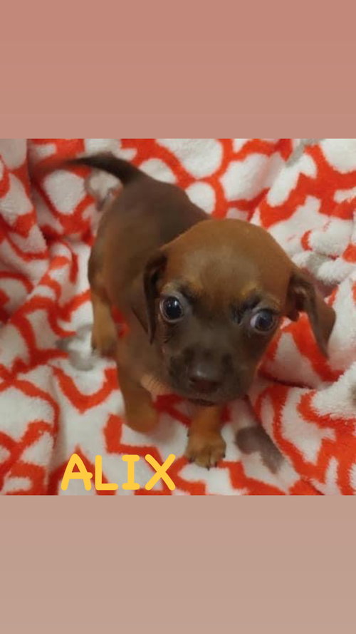 Alix