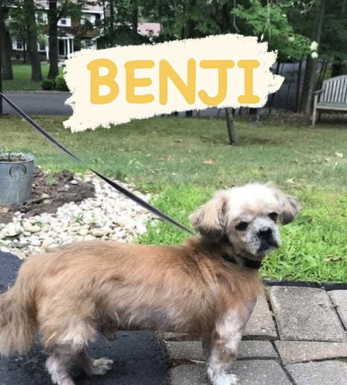 Benji