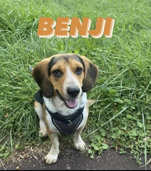 Benji