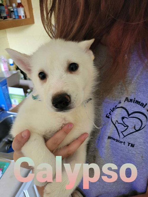 Calypso