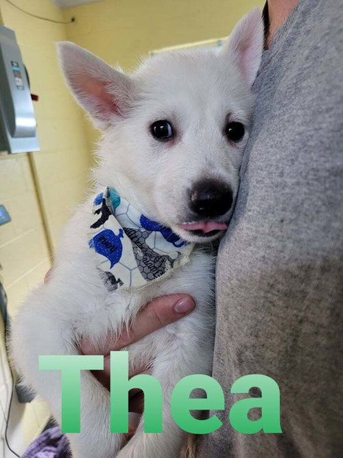 Thea