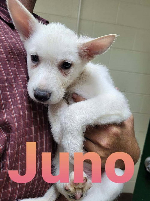 Juno