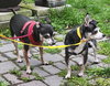 Linda n Susi