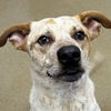 adoptable Dog in paramus, NJ named Kraken