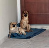 Ben & Jerry (BONDED)