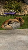 Ben & Jerry (BONDED)