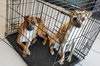 Ben & Jerry (BONDED)