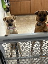 Ben & Jerry (BONDED)