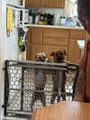 Ben & Jerry (BONDED)