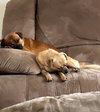 Ben & Jerry (BONDED)