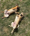 Ben & Jerry (BONDED)