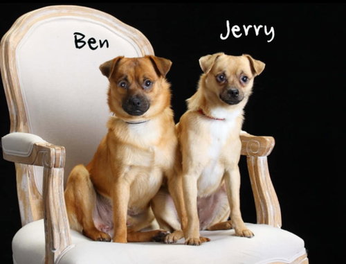 Ben & Jerry (BONDED)